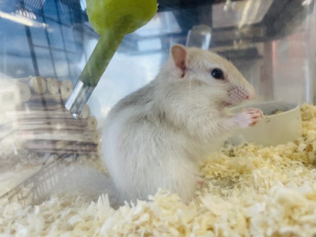 ホワイトシマリス