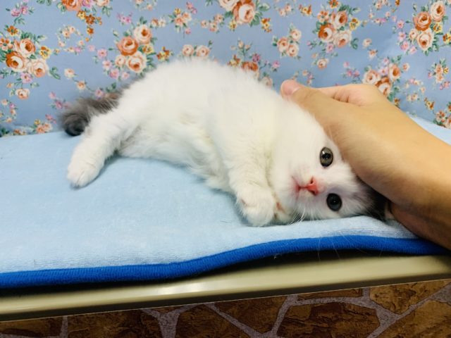 ノルウェージャンフォレストキャット