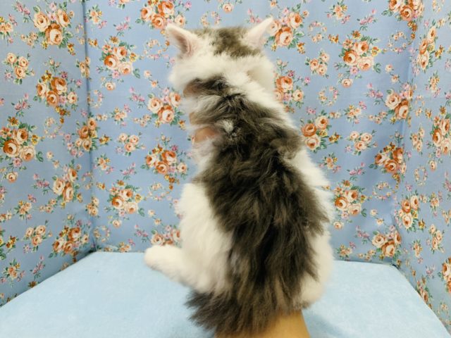 ノルウェージャンフォレストキャット