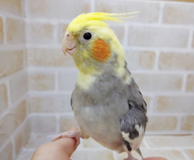 オカメインコ