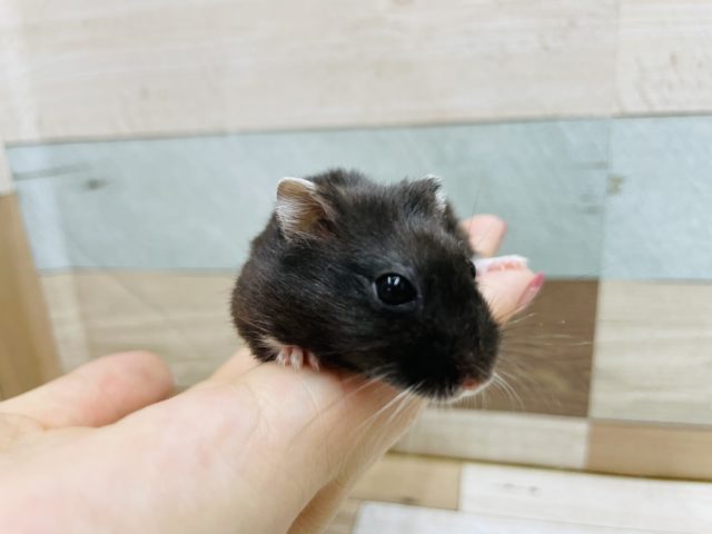 ドワーフハムスターの1種