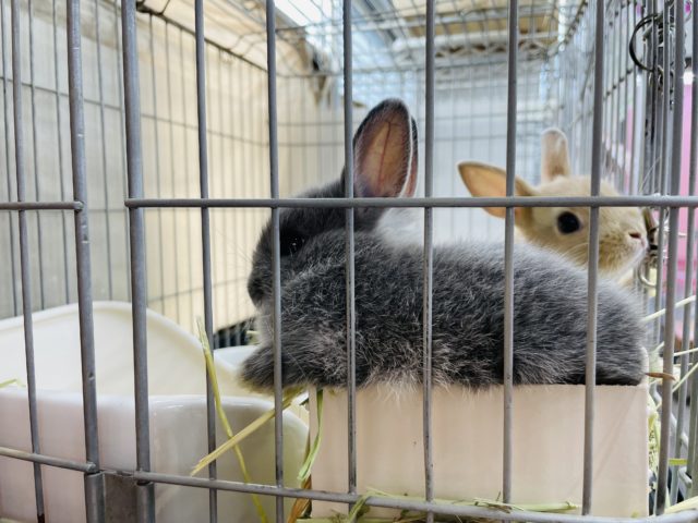 ネザーランドドワーフ