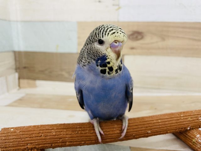 ジャンボセキセイインコ