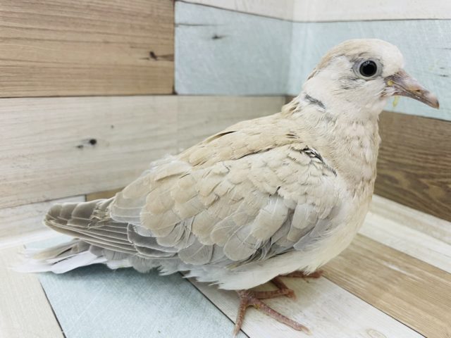 ジュズカケバト