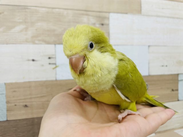 オキナインコ