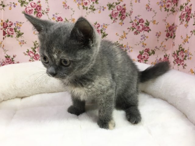 ブリティッシュショートヘア