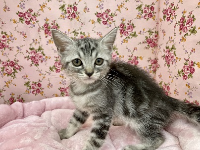 スコティッシュフォールド