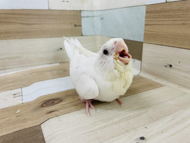 オカメインコ