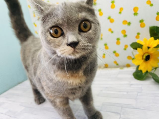 ブリティッシュショートヘア