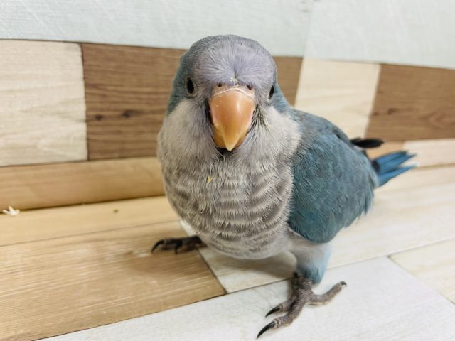 オキナインコ