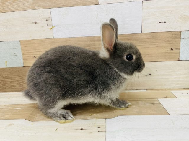 ネザーランドドワーフ