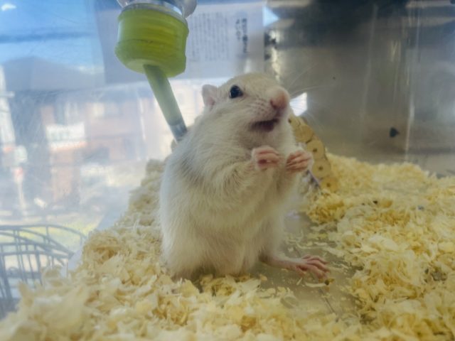 ホワイトシマリス