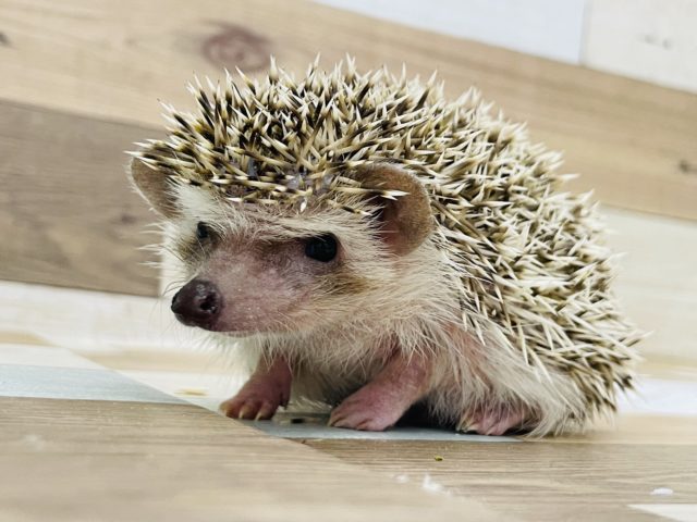 ハリネズミ（ヨツユビハリネズミ）