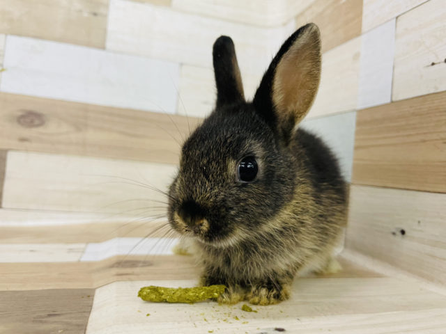 ネザーランドドワーフ