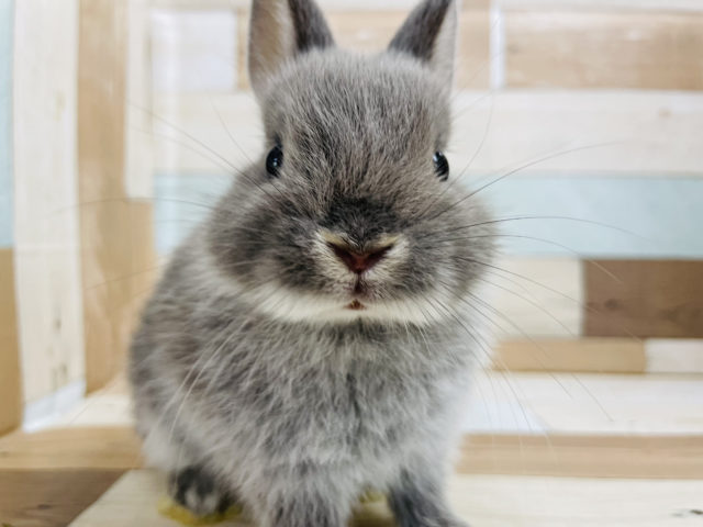 ネザーランドドワーフ