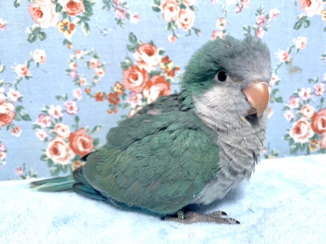 オキナインコ