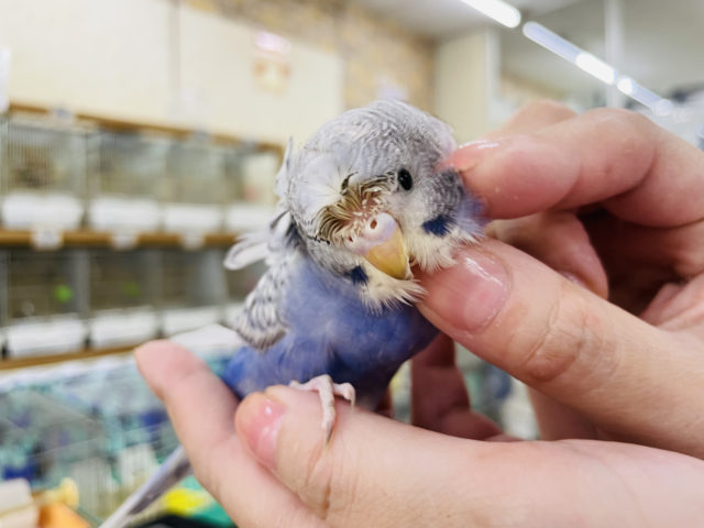 羽衣セキセイインコ