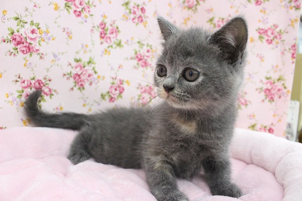 ブリティッシュショートヘア