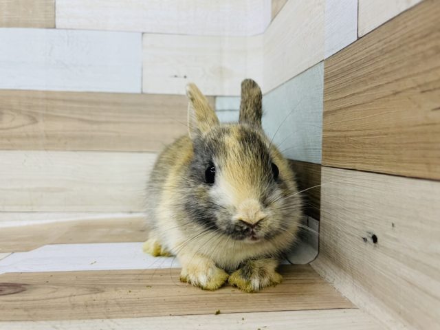 ネザーランドドワーフ