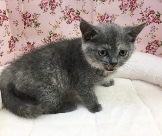 ブリティッシュショートヘア