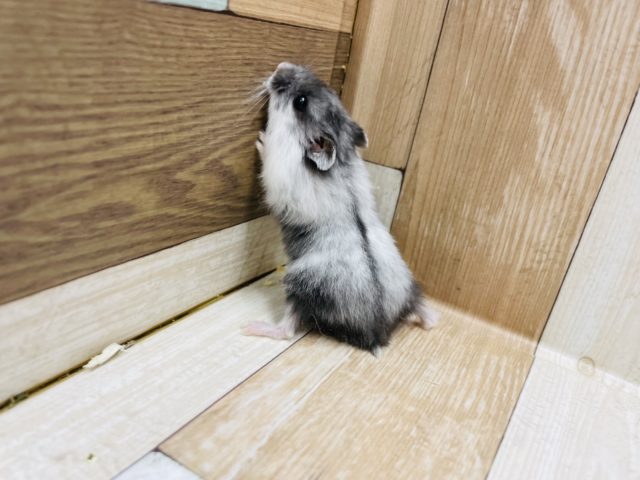 マーブルハムスター