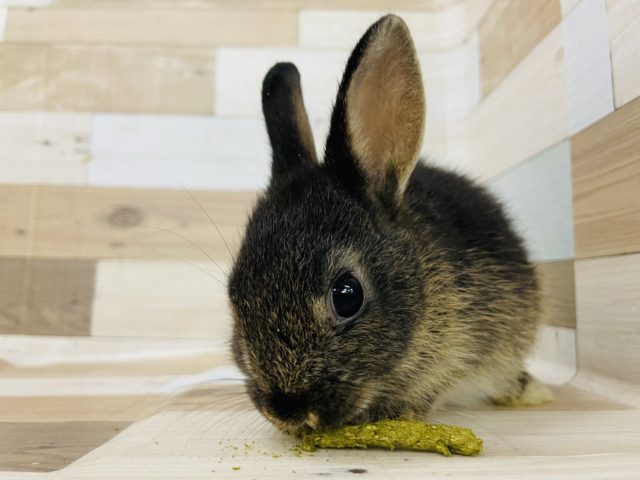 ネザーランドドワーフ