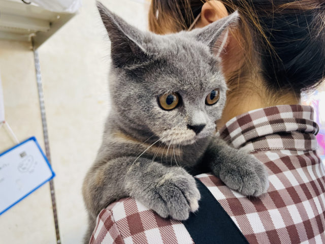 ブリティッシュショートヘア