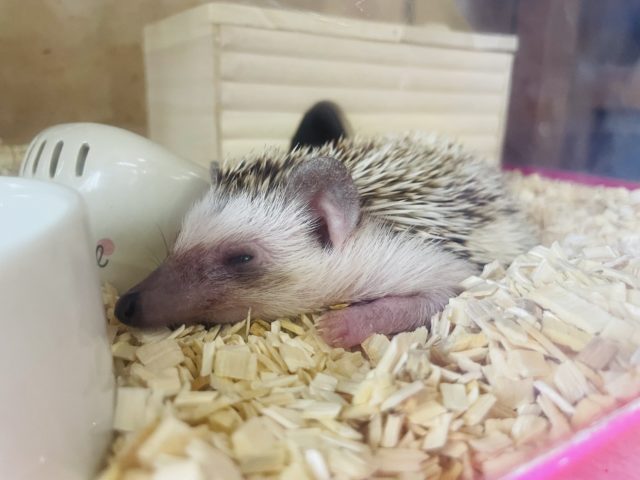 ハリネズミ（ヨツユビハリネズミ）