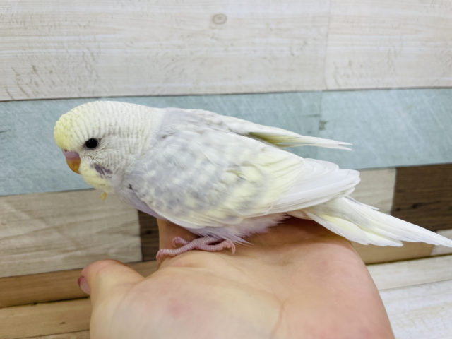 ジャンボセキセイインコ