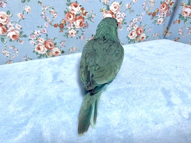 オキナインコ