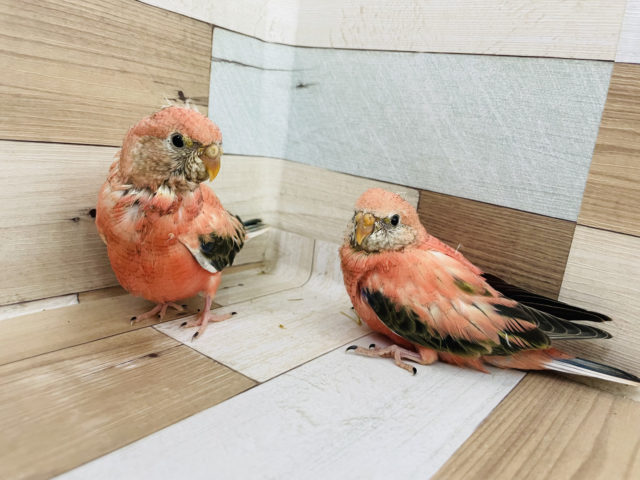 アキクサインコ（秋草インコ）