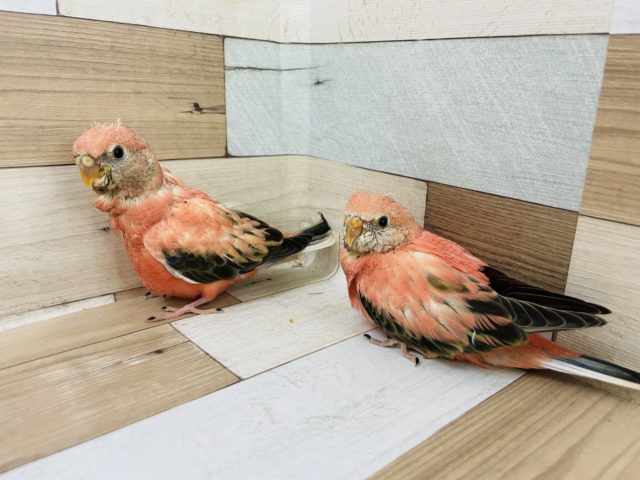 アキクサインコ（秋草インコ）