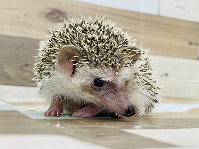 ハリネズミ（ヨツユビハリネズミ）