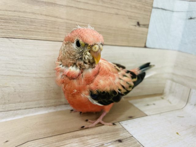 アキクサインコ（秋草インコ）