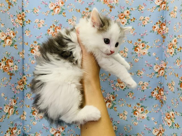 ノルウェージャンフォレストキャット