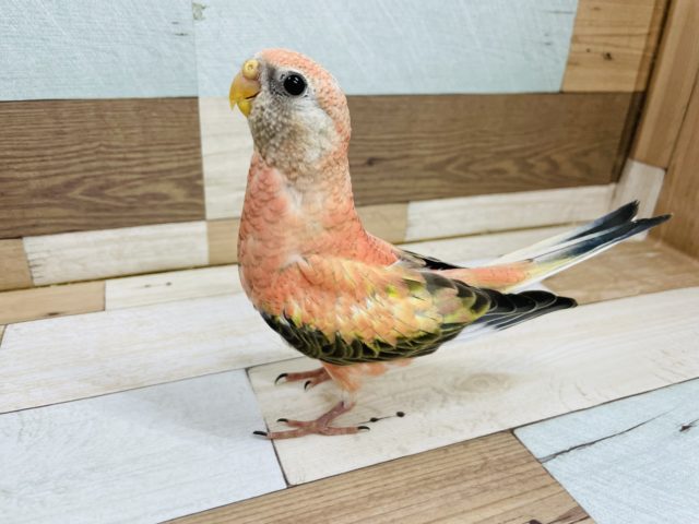 アキクサインコ（秋草インコ）