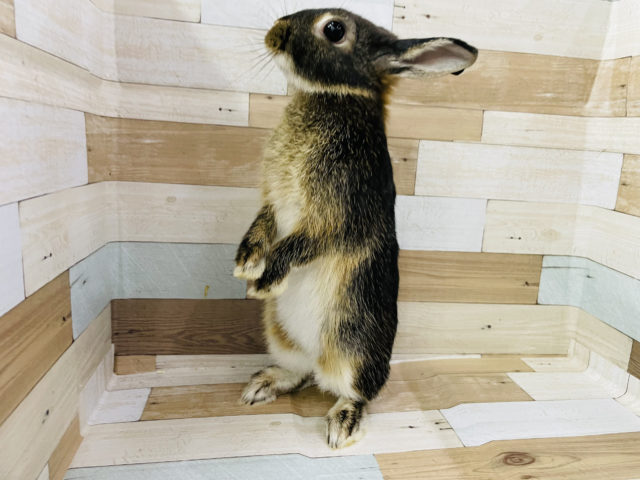 ネザーランドドワーフ