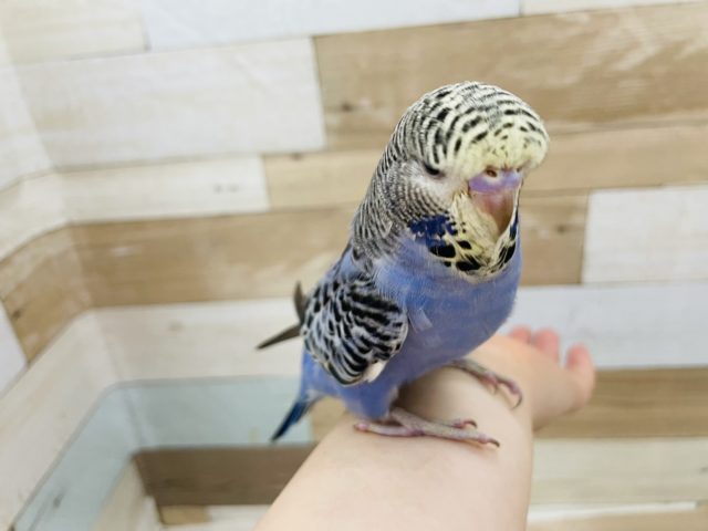 ジャンボセキセイインコ