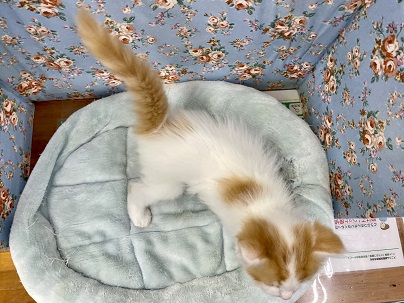 スコティッシュフォールド