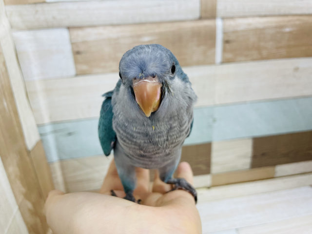 オキナインコ