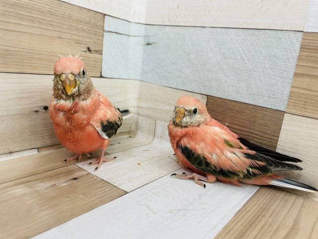 アキクサインコ（秋草インコ）