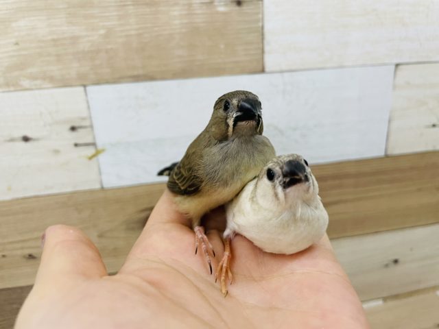 錦花鳥（キンカチョウ）