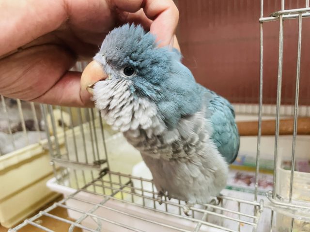 ペンギンの赤ちゃん!?オキナインコ(ブルー) オキナインコ