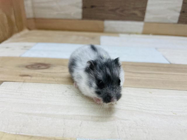 マーブルハムスター