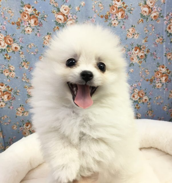 ポメラニアン