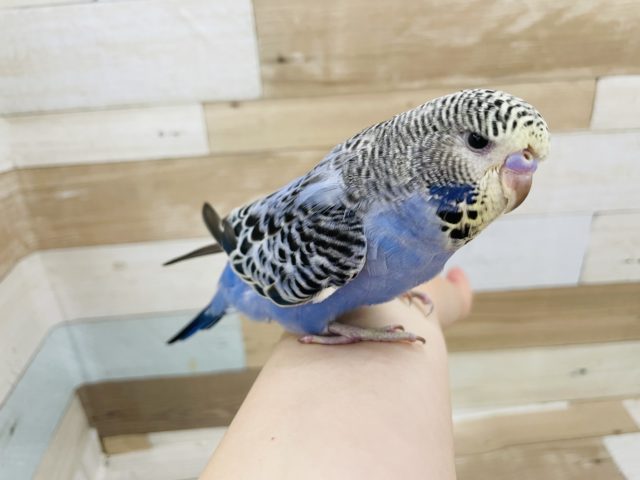 ジャンボセキセイインコ