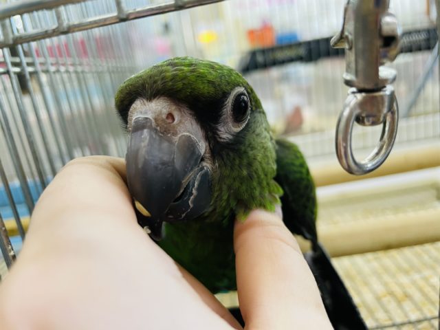 ズアカハネナガ