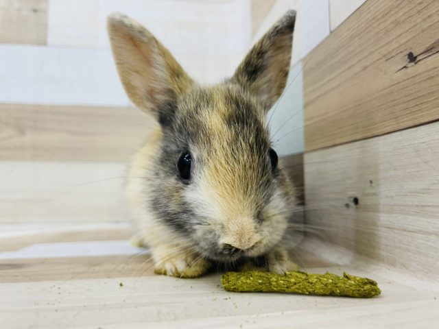 ネザーランドドワーフ