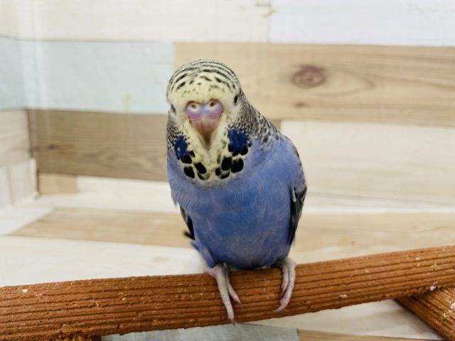 ジャンボセキセイインコ