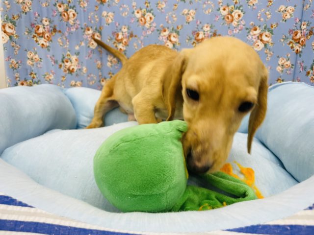 ミニチュアダックス